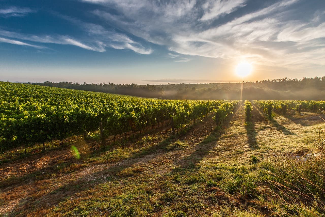 Provence landscape